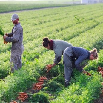 Récolte des carottes nantaises de Grasseval chez Camille et Nicolas